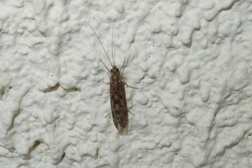 Réf. 215 345 : Hydropsyche sp.
